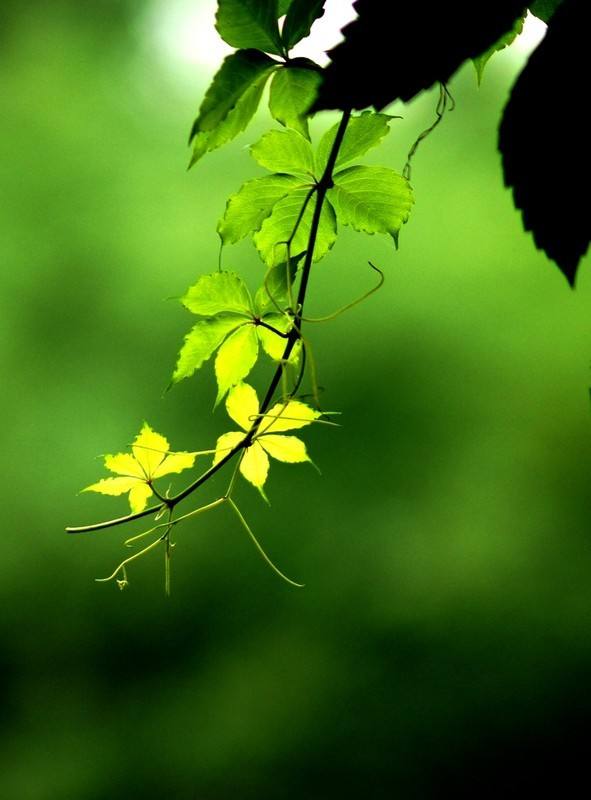 Eco-friendly water-based adhesives and hot-melt adhesives should be the direction of adhesive development